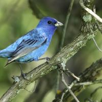 Male Indigo Bunting, a vivid blue bird with black stripes on the wings.