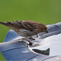 A female House Finch perches at the edge of a bird bath.