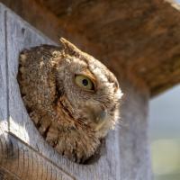 Eastern screech owl pokes head out of a nesting box