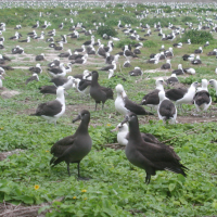 Una colonía de albatros de patas negras y alabtros de Laysan.