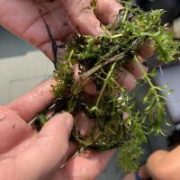 A pair of hands holding a piece of hydrilla