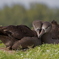 Two Black-footed Albatross cuddling