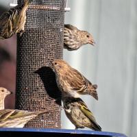 A group of about six pine siskins share a feast at a feeder