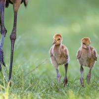 Two Sandhill Crane colts walk side by side, next to the legs of an adult Sandhill Crane, in a grassy field