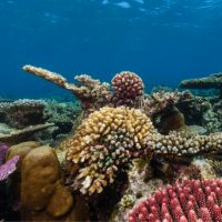 Underwater coral reef