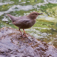 American Dipper stands on rock covered in water