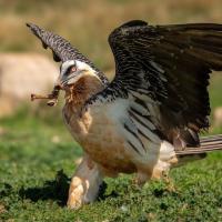 A Bearded Vulture walks across the green ground with wings outstretched and carrying a bone in its bill.