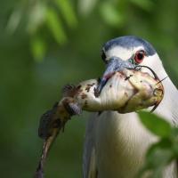 A Black-crowned Night-Heron holding a catfish in its bill.