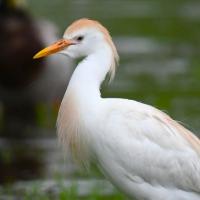 A Western Cattle Egret in breeding plumage with wetlands in the background.