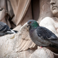 A city pigeon perches comfortably on a pale stone sculpture of a cherub.
