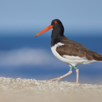 An American Oystercatcher walking on the beach. 