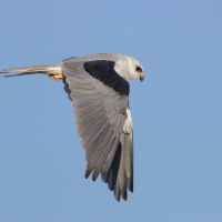 A White-tailed Kite flying against a blue sky with wings positioned at the end of a downbeat. 