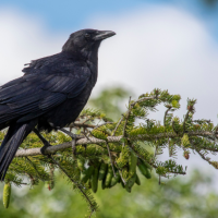 An American Crow perches on the bow of an evergreen tree with a cloudy blue sky in the background.
