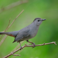 A Gray Catbird perched on a branch against a green background.