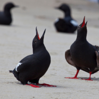 Two Pigeon Guillemots appear to call out to each other with their mouths open skyward on a beach. The birds are almost entirely black except for their bright red feet & mouths, and a large white patch on each wing. 