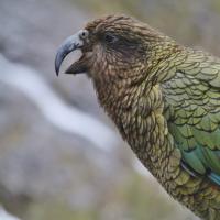 A Kea seen in profile, beak open, showing its glossy olive green plumage