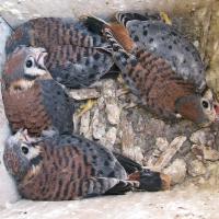 Kestrel nestlings in a nest box