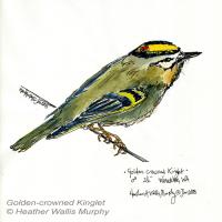 Golden-crowned Kinglet, sketch by Heather Murphy