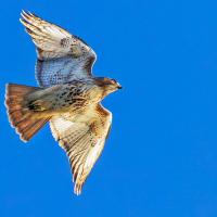 A falcon flying against a clear blue sky