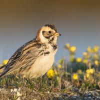 A male Lapland Longspur bird in sunlight on the tundra