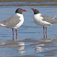 A pair of Laughing Gulls facing each other while standing on shoreline