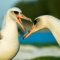 Two Laysan Albatross with their heads near each other, one with open beak