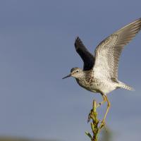 Lesser Yellowlegs, its wings raised as it balances on the slender tip of a tree in the sunlight