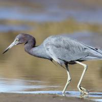 A Little Blue Heron stalks through water at a shoreline in sunlight. The heron has light blue body, a purplish neck and a very long sharp pointed beak.