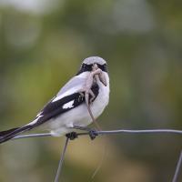 A grey bird with black wings and black mask stripe across its eyes sits on a wire fence, and holding a small lizard in its beak