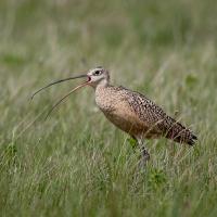 Long-billed Curlew standing in a grassy field
