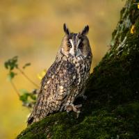 Long-eared Owl perched on side of tree, orange eyes gleaming