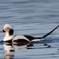 Long-tailed Duck