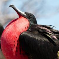 A male Magnificent Frigatebird displaying his inflated bright red gular sac