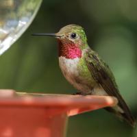 Male Broad-tailed Hummingbird at feeder