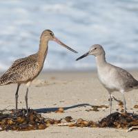 A Marbled Godwit and a Willet stand next to each other at a shoreline