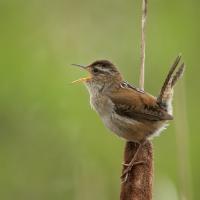 A Marsh Wren singing while perched on a cattail reed.