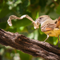 A Great Crested Flycatcher perched on a branch facing away from the camera. The bird is holding a length of dried, shed snake skin in its bill.