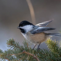 A Black-capped Chickadee perched in an evergreen tree.