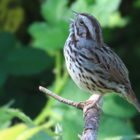 A Song Sparrow sings from a perch against a green background.