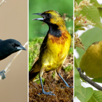 Three images of three Orchard Orioles