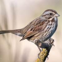 Song Sparrow perched on tree branch