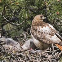 Red-tailed Hawk on nest with young