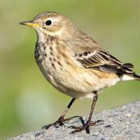 An American Pipit stands on a concrete ledge, before a light green background.