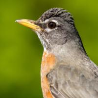 An American Robin is shown from its left side before a green background. 