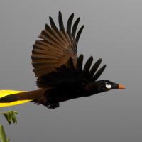 Montezuma Oropendola