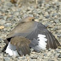 Mourning Dove on the ground, wings spread out while sunning itself