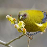 A New Zealand Bellbird perched on a flowering branch, the bird's face lightly speckled with pollen and its red eyes shining