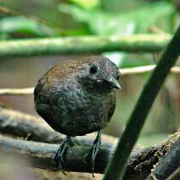 Small dark brownish grey bird with dark eyes, looking toward the viewer.