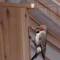 Northern Flicker nestbox on house