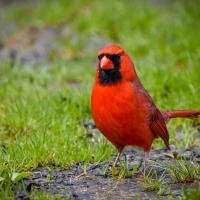 Bright red male Northern Cardinal, with his black mask and red beak, stands on a green grassy area.